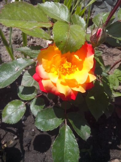 IMG_20140525_132147 - evolutie trandafiri -1 iunie 2014