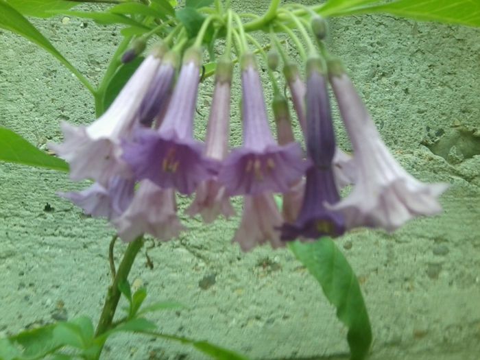 Fotografie1250 - brugmansii-daturi-iochrome 2014