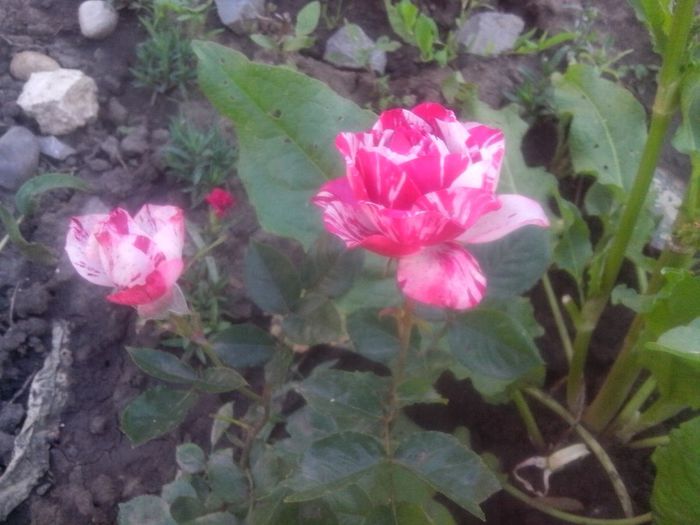 IMG_20140520_192656 - evolutie trandafiri -1 iunie 2014