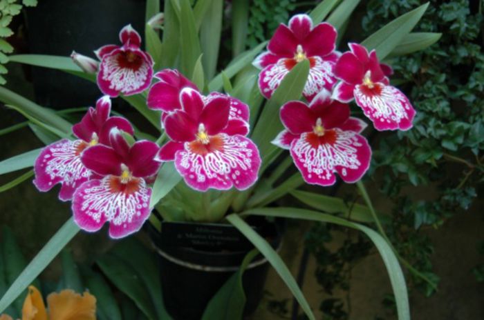 orhidee-Miltonia - orhidee