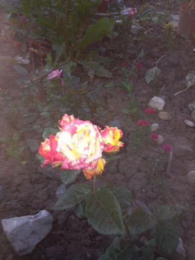 IMG_20140519_203816 - evolutie trandafiri -1 iunie 2014