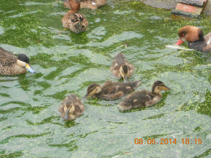 De Vinzare 4-boboci Salbatici - Tineret-2014