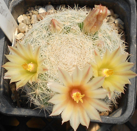 mammillaria candida