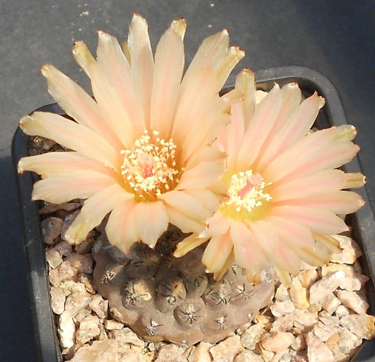 eriosyce napina - b1-cactusi 2014