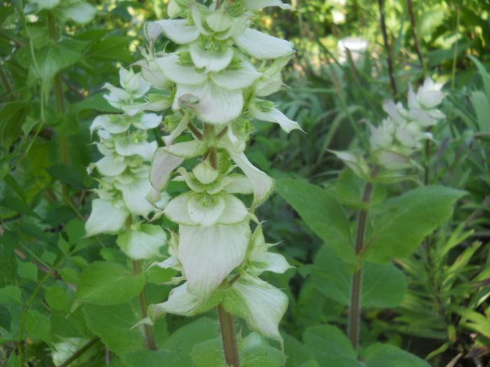 salvia sclarea alba