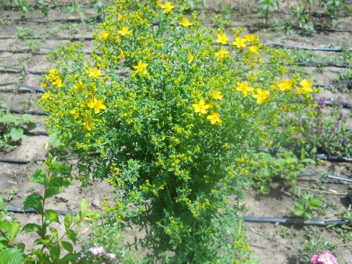 Hypericum perforatum-sunatoare