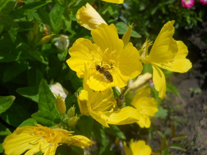 oenothera frutticosa