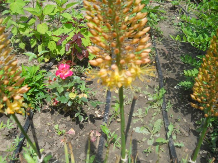 eremurus portocaliu