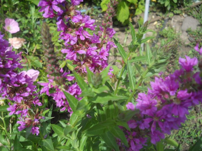 Lytrum salicaria (rachitan).