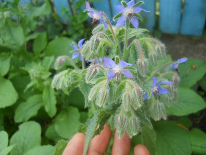 borago officinalis-limba mielului