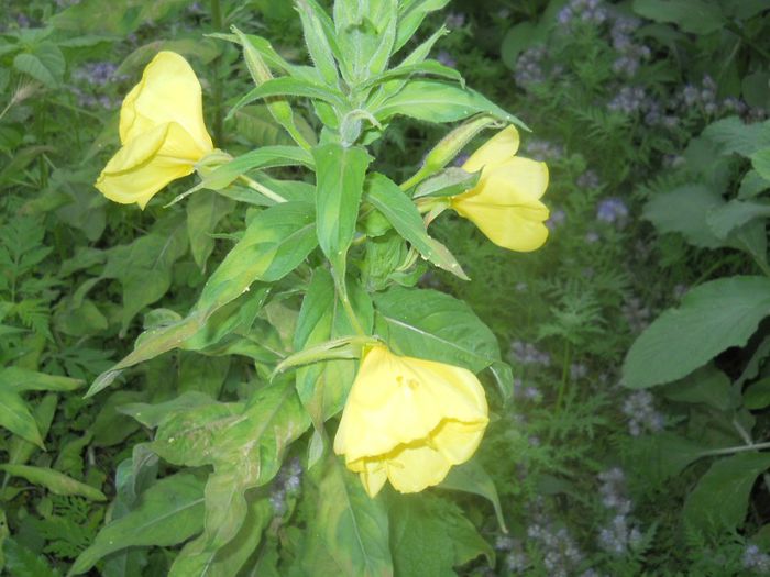 oenothera biennis