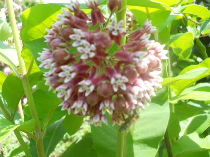 asclepias syriaca-ceara albinei