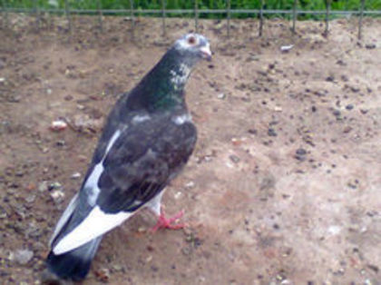 96368595_TJMICNI3 - PORUMBEI CARE IAM VANDUT