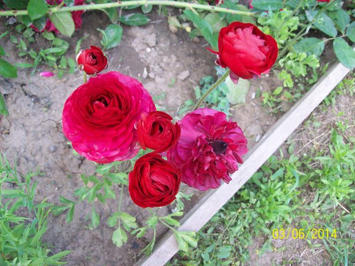 ranunculus - 7Vara 2014