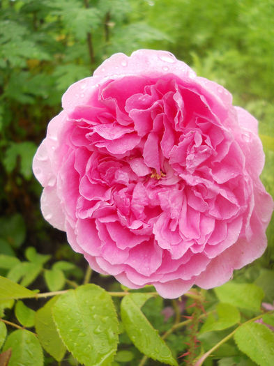 Harlow Carr