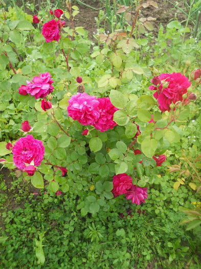 Tess DUrbervilles