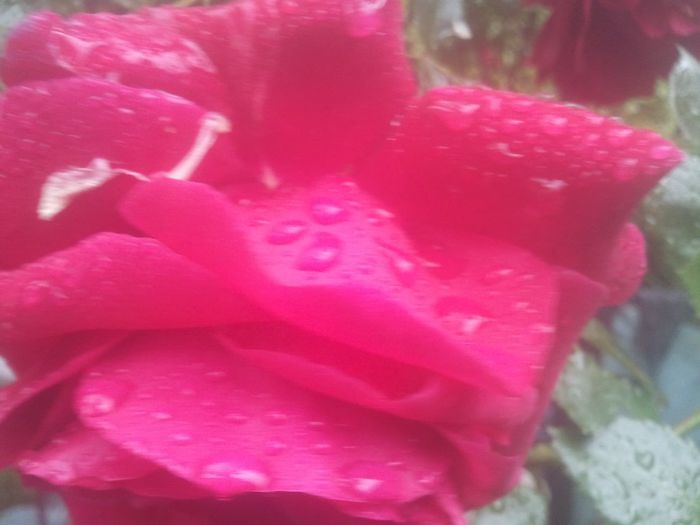 2014-05-30 18.39.21 - trandafiri