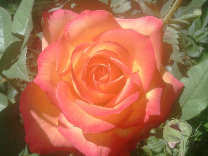 2014-06-03 10.25.03 - trandafiri