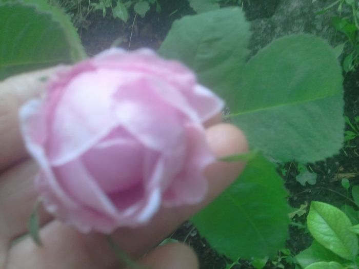 2014-06-03 10.26.19 - trandafiri