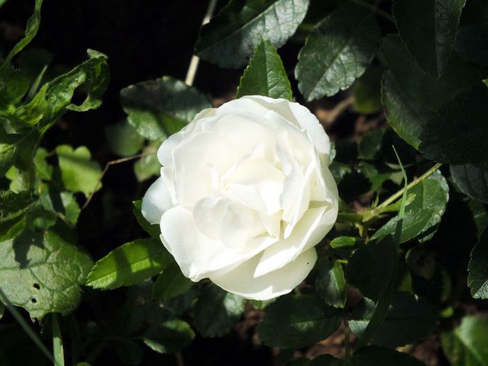08.06.2014a - Trandafir Morsdag White 2014