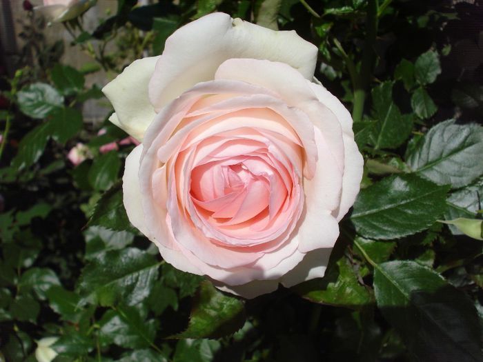 Mai 2014 - Eden Rose - Pierre De Ronsard