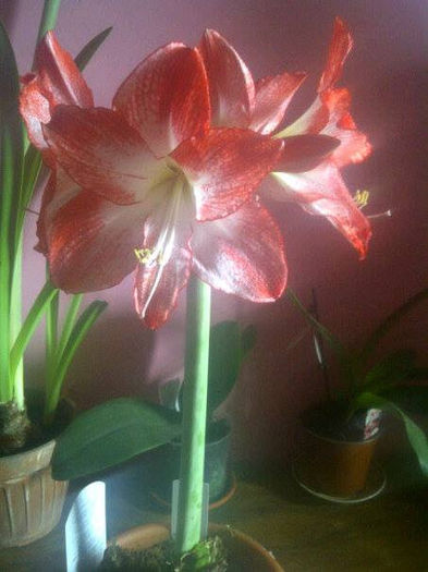 Hippeastrum  Spotlight - Amaryllis 2014