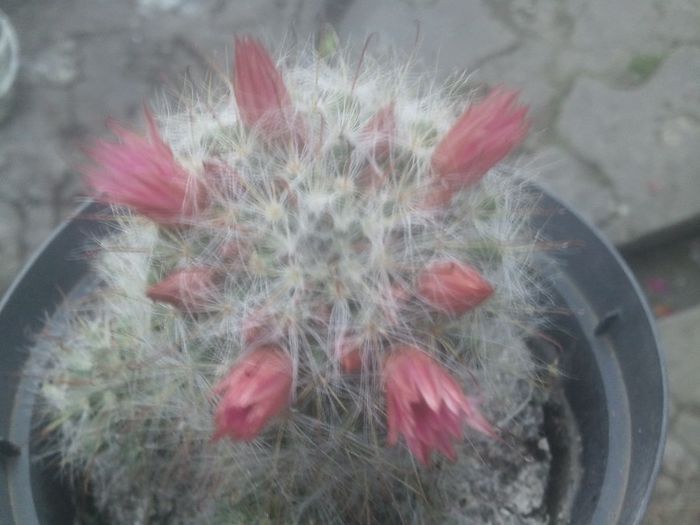 2014-06-08 06.18.31 - cactusi