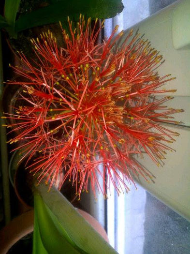 Scadoxus multiflorus - Amaryllis 2014