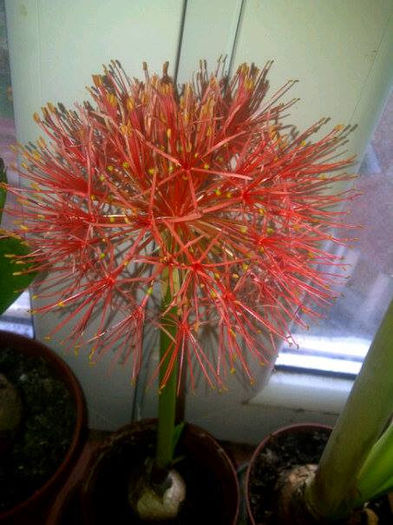 Scadoxus multiflorus - Amaryllis 2014