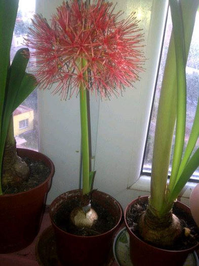 Scadoxus multiflorus - Amaryllis 2014