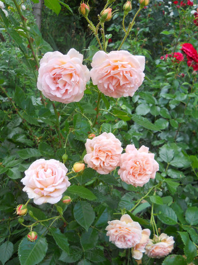 rosagold - trandafiri 2014