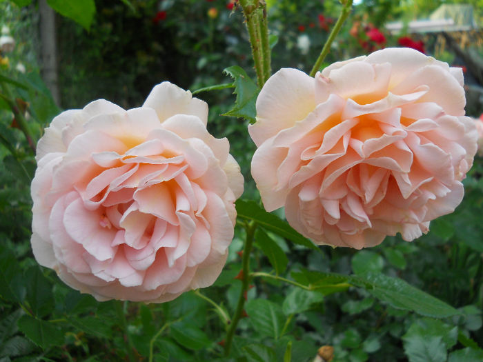 rosagold