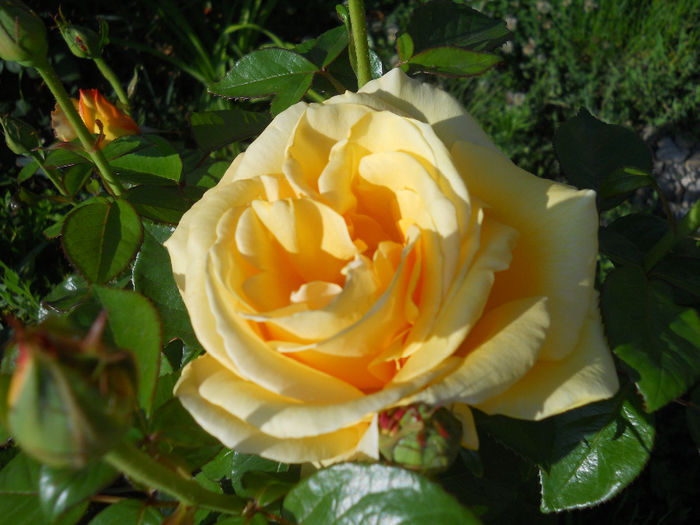 DSCN3898_017