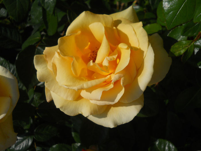 DSCN3900_019 - trandafiri 2014
