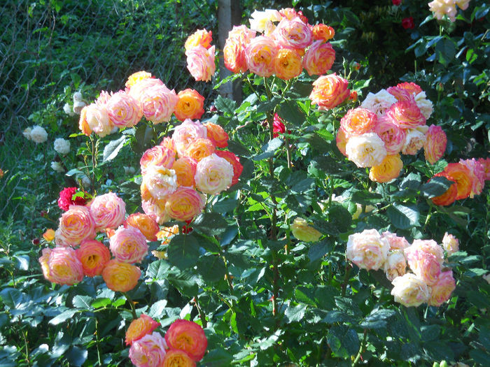 Gartenspass - trandafiri 2014