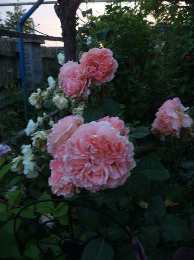 etrusca - iunie 2014