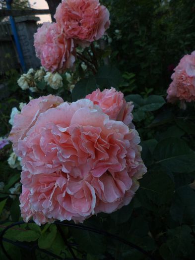 o frumusete de trandafir - iunie 2014