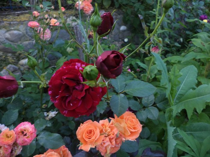 red intuition - iunie 2014