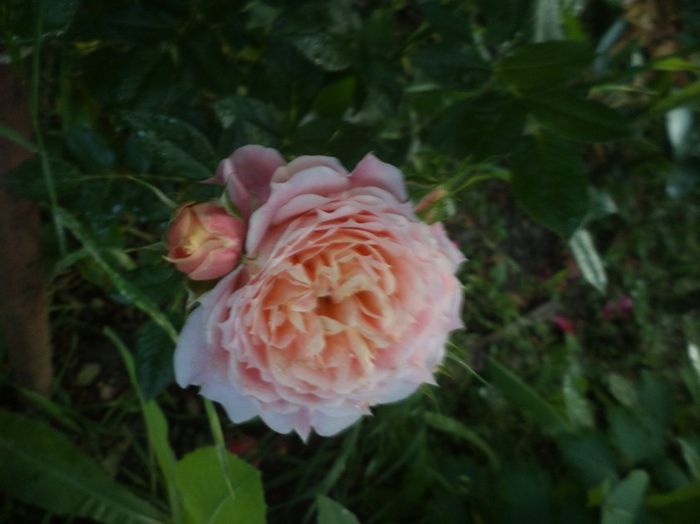 iunie 2014 063 - iunie 2014