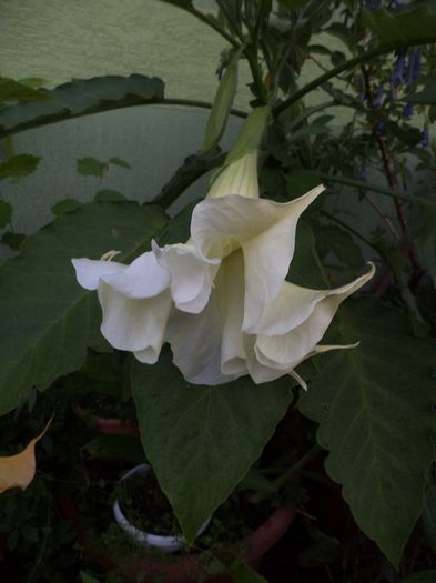 iunie 2014 069 - iunie 2014