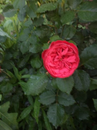 iunie 2014 089 - iunie 2014