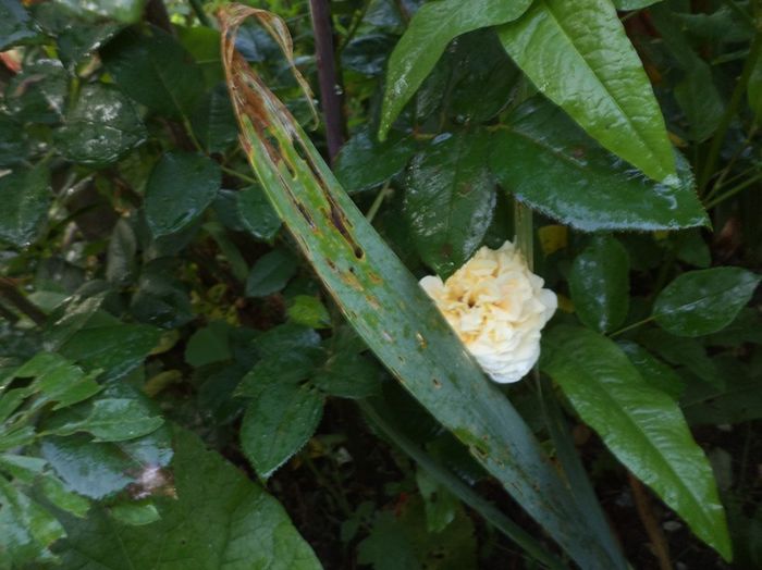 iunie 2014 096 - iunie 2014