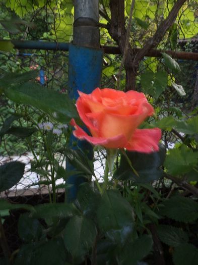 iunie 2014 102 - iunie 2014