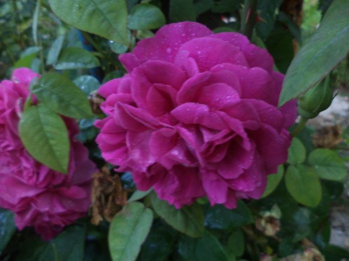 iunie 2014 106 - iunie 2014