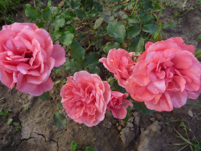 Rosarium Uetersen - Trandafiri 2014