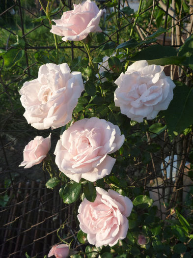 New Dawn - Trandafiri 2014