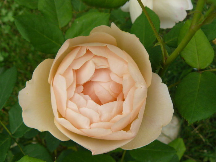 Wollerton old Halle - Trandafirii mei_2014