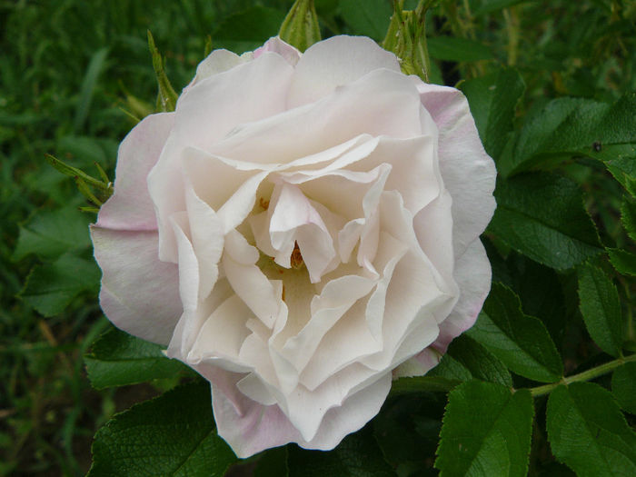 Rosa rugosa Ritausma - Trandafirii mei_2014