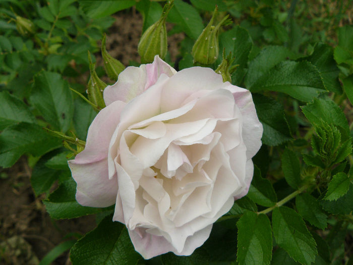 Ritausma - Trandafirii mei_2014