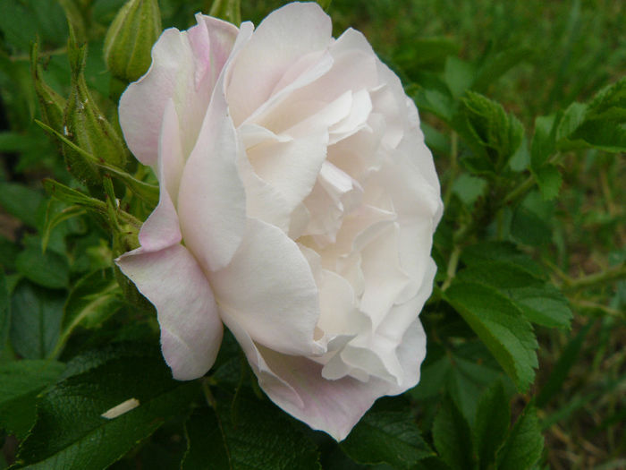 Rosa rugosa Ritausma - Trandafirii mei_2014